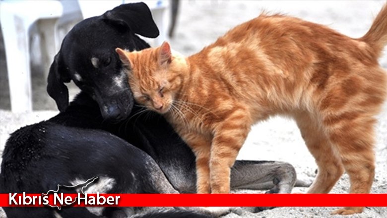 DSÖ: Kovid-19 hayvanlarda yayılırsa yeni varyantlar türemesi kolaylaşabilir