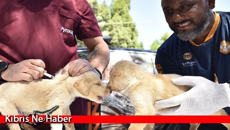 Lefkoşa Hayvan Barınağı’nda aşılamalar başladı