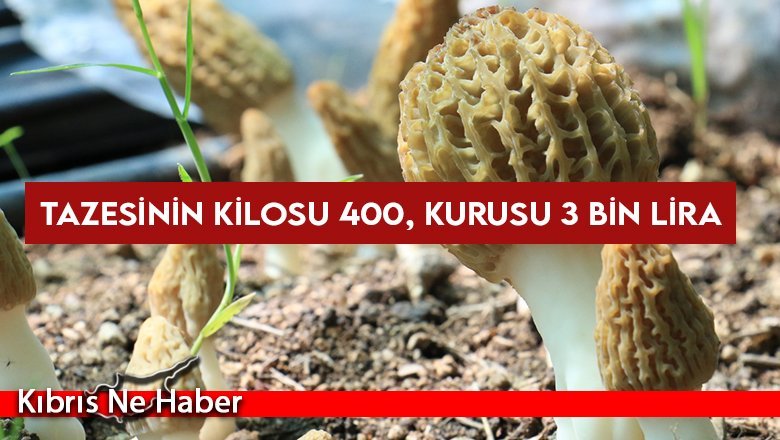 Tazesinin kilosu 400, kurusu 3 bin lira
