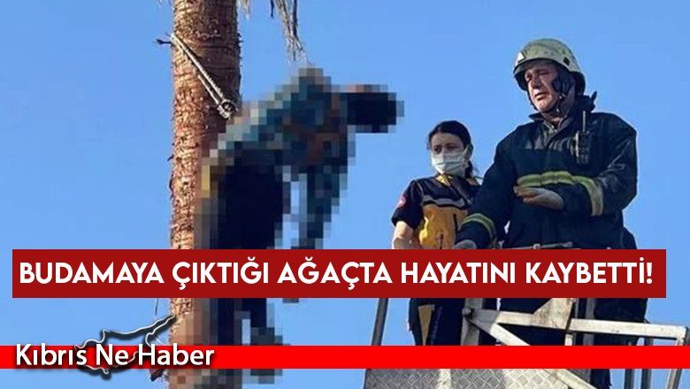 Budamaya çıktığı ağaçta hayatını kaybetti!