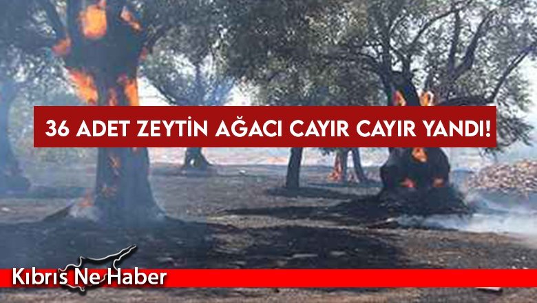 36 adet zeytin ağacı cayır cayır yandı!