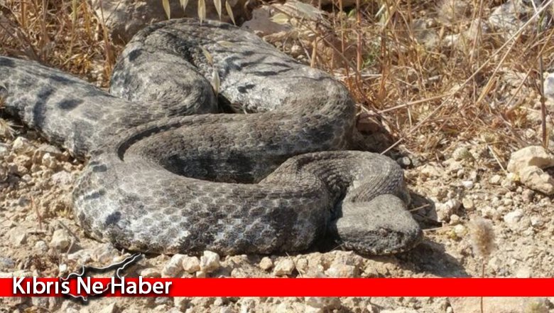 Çevre Dairesi'nden Yılanlarla İlgili Bilgilendirici Açıklama...