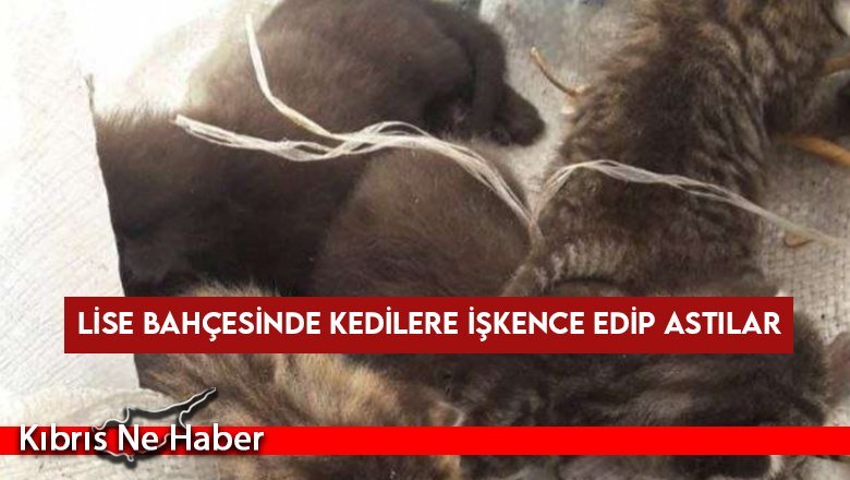 Lise bahçesinde kedilere işkence edip astılar