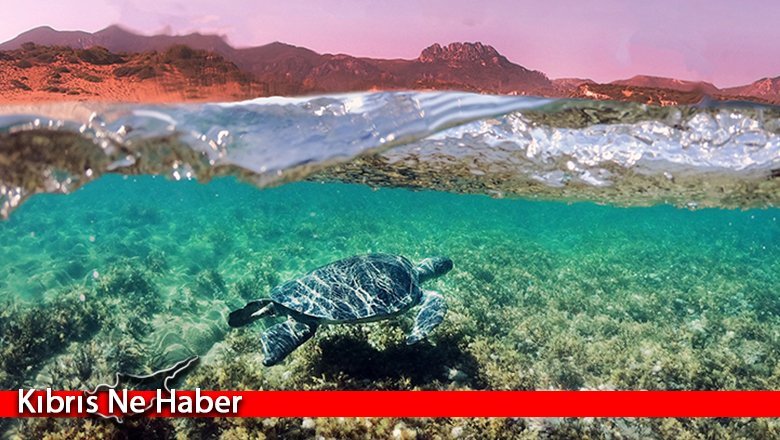Karpaz ve Karşıyaka deniz kaplumbağaları koruma projesi sezonu açılıyor