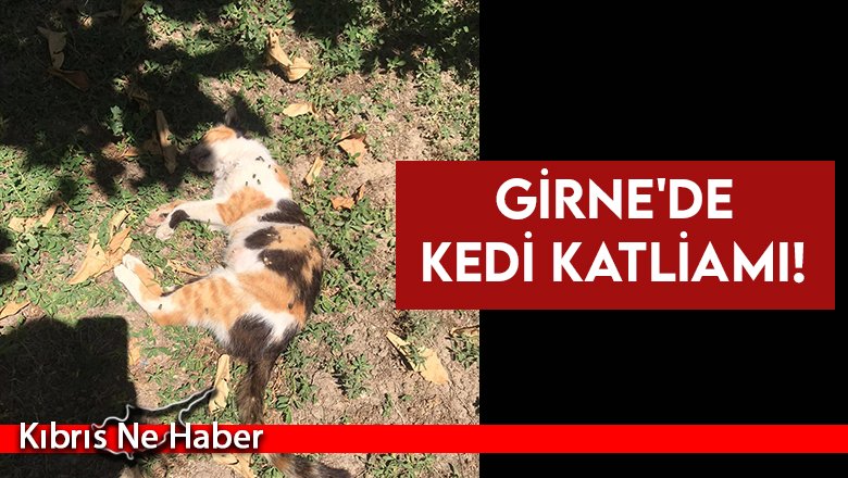 30'a yakın kedi zehirlenerek öldü