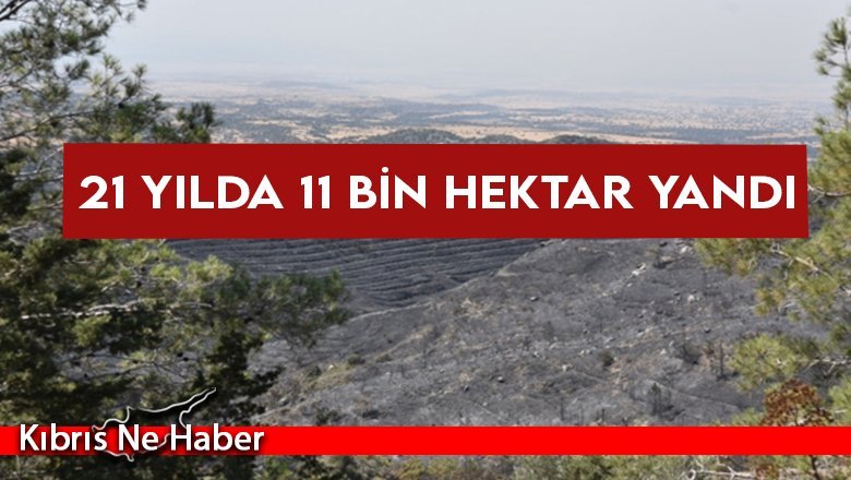 LEKAD: Mersinlik yangınında yanan alanlar için bir yıl beklenmeli