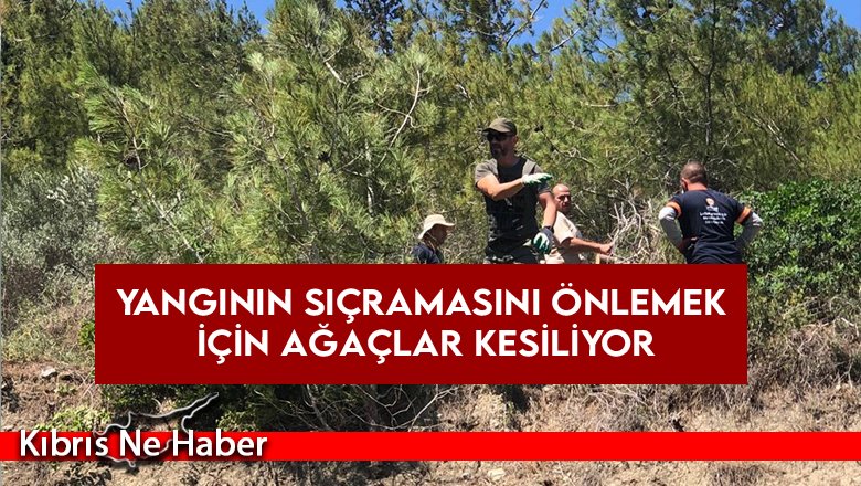 Yangının sıçramasını önlemek için ağaçlar kesiliyor