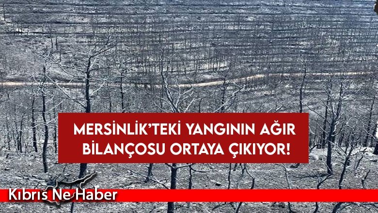 Mersinlik’te yaklaşık 600 bin ağaç yandı!