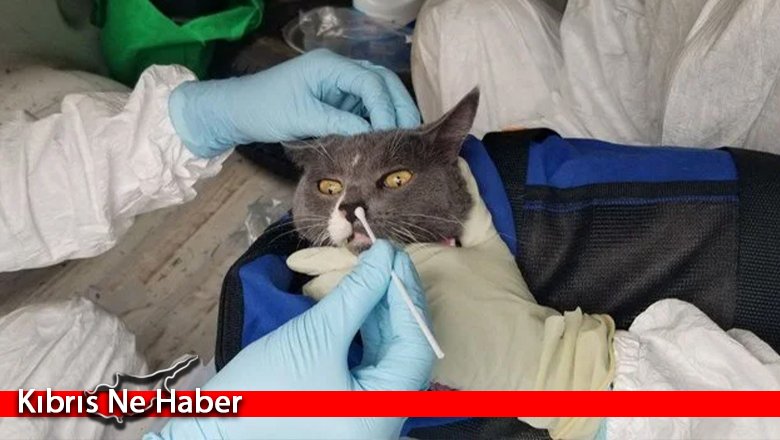 Kediden insana geçen ilk Covid-19 vakası
