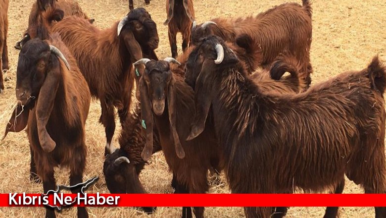 Devlet Üretme Çiftlikleri’nden kasaplık hayvan satışı duyurusu