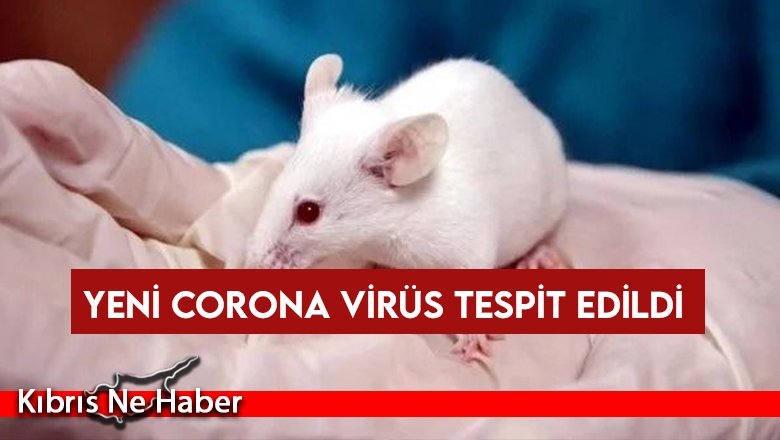 Kemirgenler arasında yayılan yeni corona virüs tespit edildi