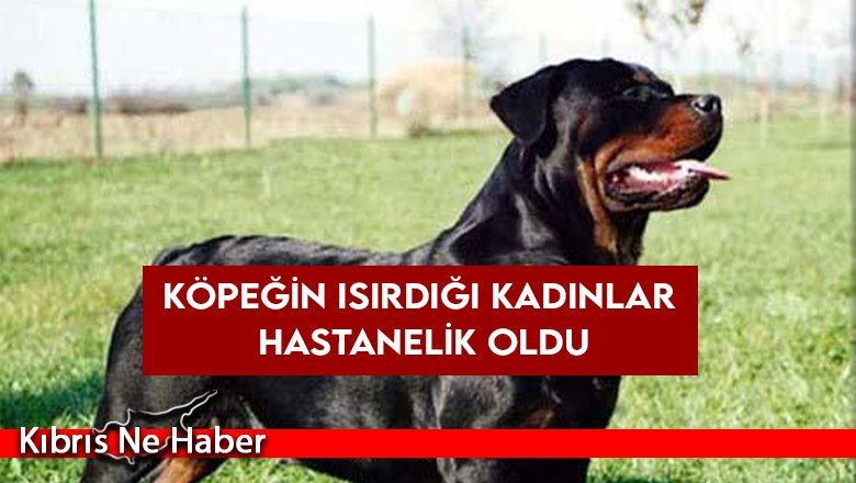 Köpeğin ısırdığı kadınlar hastanelik oldu