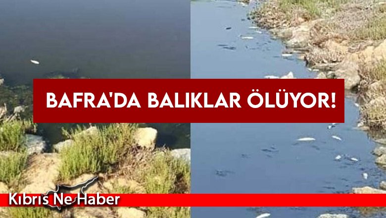 Bafra'da balıklar ölüyor!