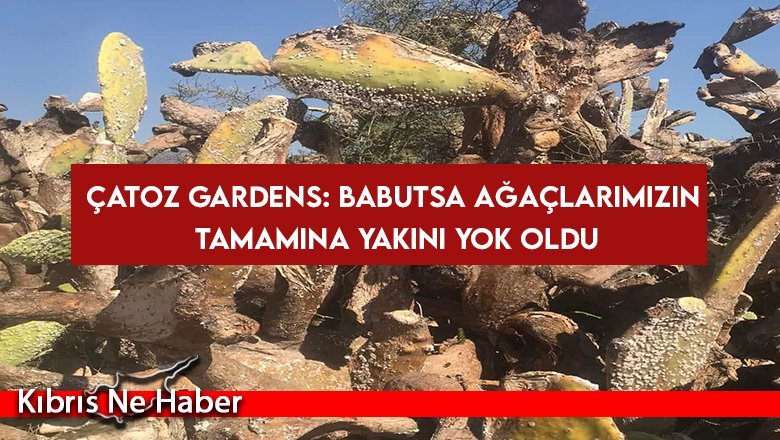 Çatoz Gardens: Babutsa ağaçlarımızın tamamına yakını yok oldu