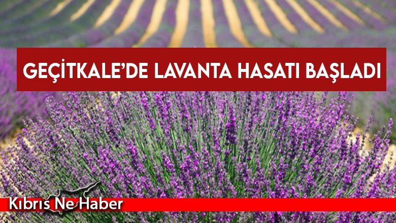 Geçitkale’de Lavanta hasatı başladı