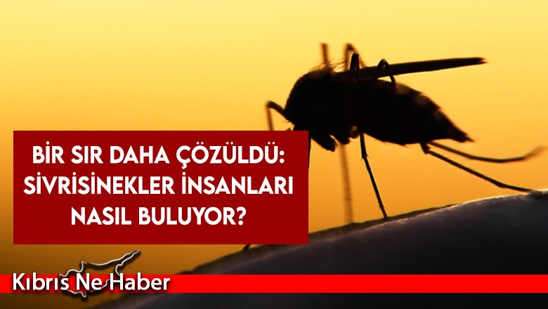 Bir sır daha çözüldü: Sivrisinekler insanları nasıl buluyor?