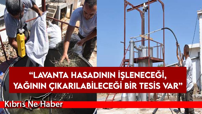 Oğuz: “Lavanta hasadının işleneceği, yağının çıkarılabileceği bir tesis var”