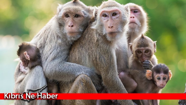 Brezilya'da maymun çiçeği vakaları nedeniyle maymunlara saldırıyorlar