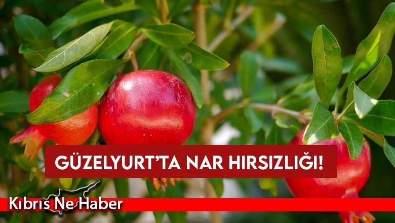 600 kg nar çaldılar...