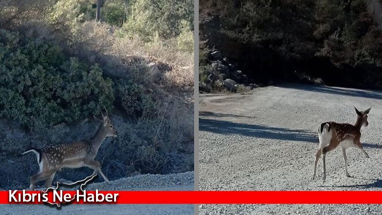 Karaağaç-Alevkayası alageyik: “Ülkeye kaçak getirildi”