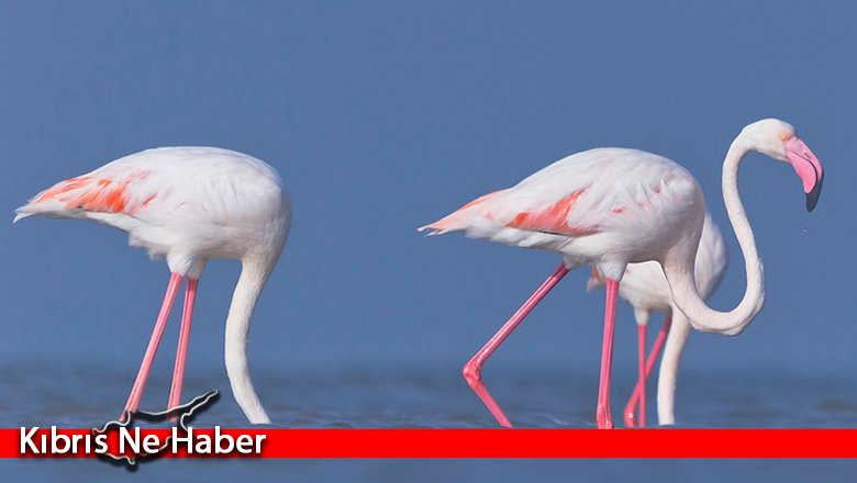 Pembe konuklar gelmeye başladı
