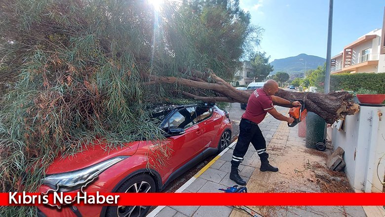 Rüzgârın etkisiyle kopan ağaç, aracın üzerine devrildi