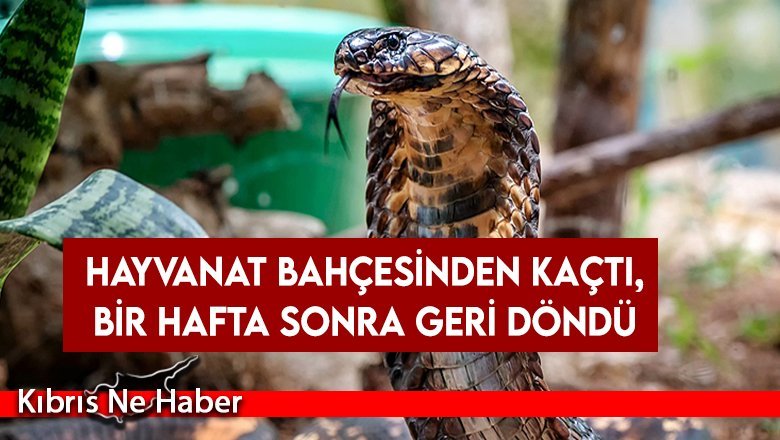 Hayvanat bahçesinden kaçtı, bir hafta sonra geri döndü