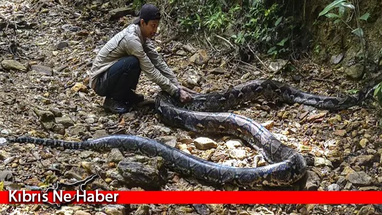 Endonezya’da 7 metre uzunluğundaki piton tarlada bir kişiyi yuttu