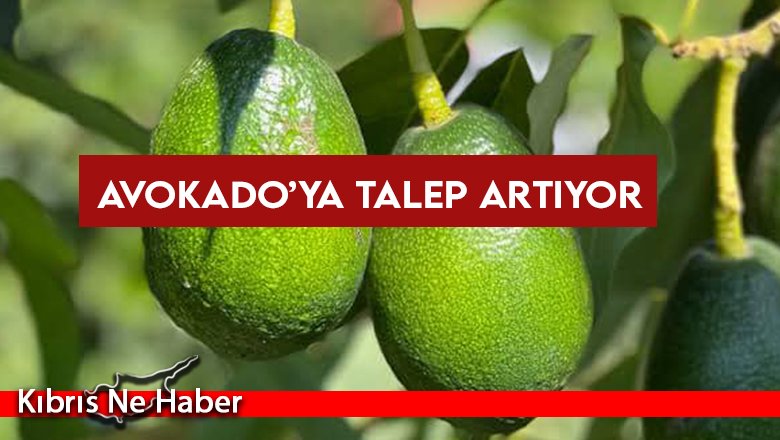 Avokado’ya talep artıyor… Üreticilerin hedefi iç talebi karşılamak