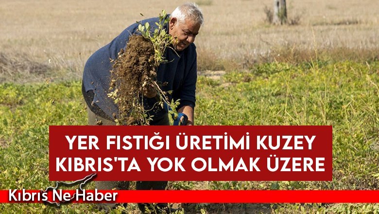 Yer fıstığı üretimi 500 dönümlerden 2-3 dönümlere düştü
