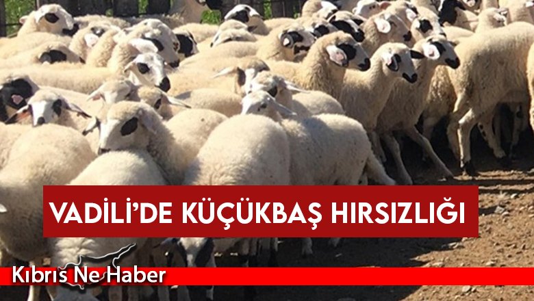 Vadili’de küçükbaş hırsızlığı