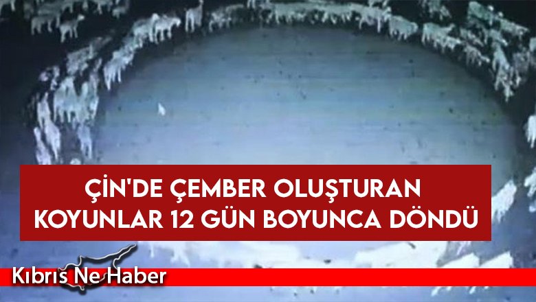 Çin'de çember oluşturan koyunlar 12 gün boyunca döndü