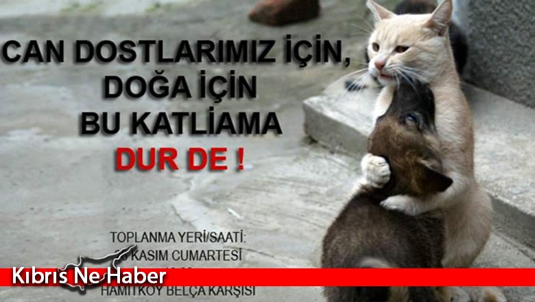 Hayvanseverlerden eylem: ''Can dostlarımız için, doğa için bu katliama dur de''