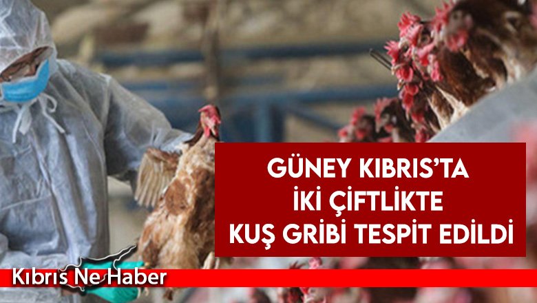 Güney Kıbrıs'ta “Mağusa Bölgesi”nde iki çiftlikte kuş gribi tespit edildi