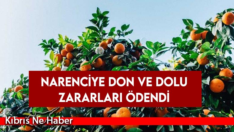 Narenciye Don ve Dolu Zararları Ödendi