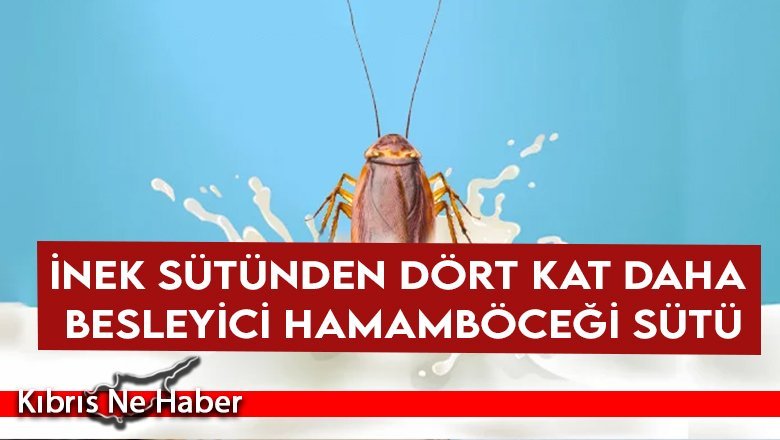 İnek sütünden dört kat daha besleyici hamamböceği sütü