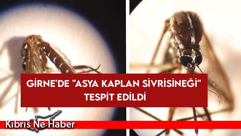 Girne'de "Asya Kaplan sivrisineği" tespit edildi