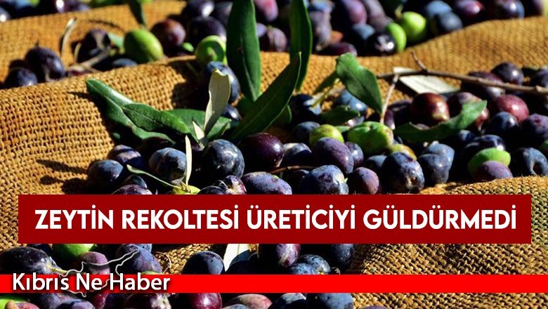Yağışlar azaldı, zeytin rekoltesi yüzde 40 düştü!