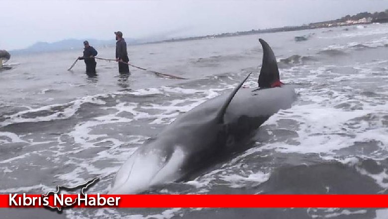 Gagalı balinaların toplu karaya vurma olayıyla ilgili ön rapor açıklandı