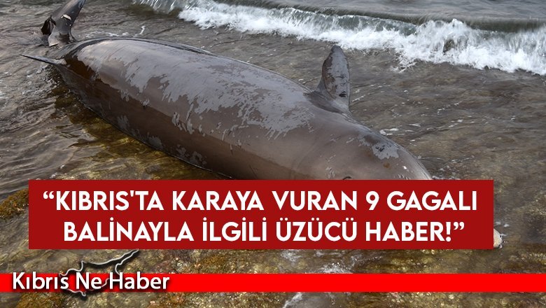 Taşken Doğa Parkı: Dokuz gagalı balinadan hiçbiri kurtarılamadı