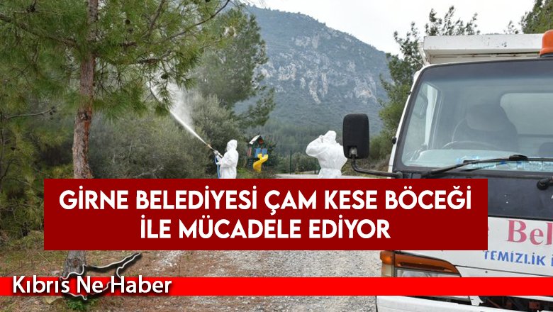 Girne Belediyesi çam kese böceği ile mücadele ediyor