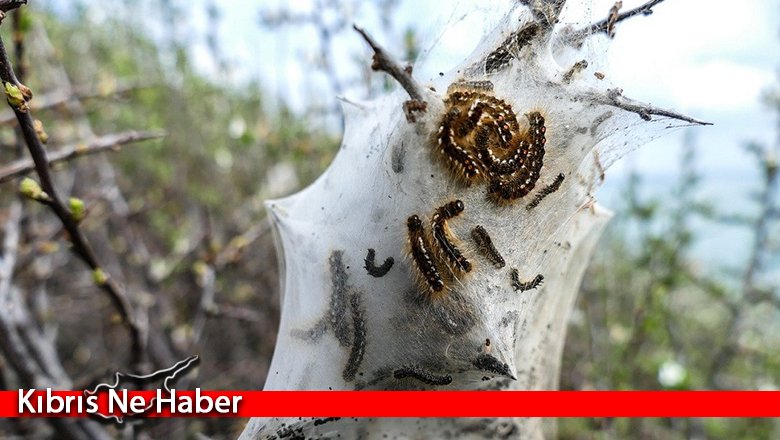 Çam Kese böceği Güney Kıbrıs’ta da etkili oldu