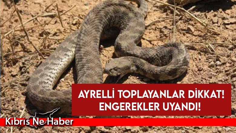 Ayrelli toplayanlar dikkat! Engerekler uyandı