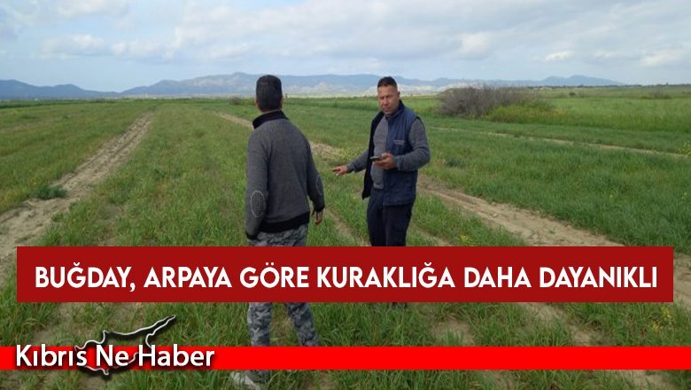 Buğday, arpaya göre kuraklığa daha dayanıklı