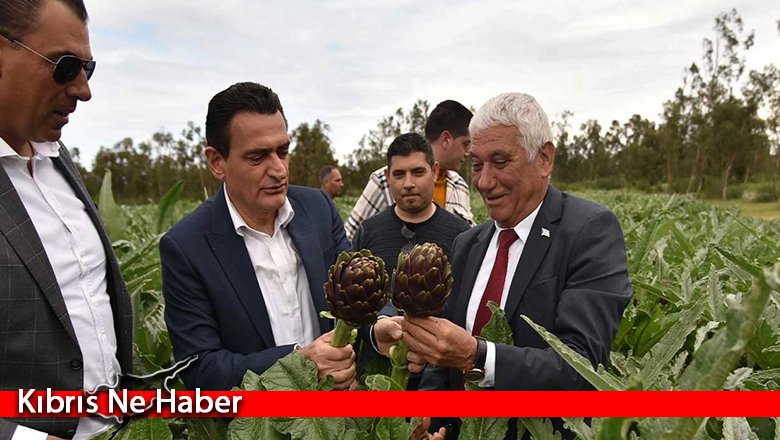 Güzelyurt’ta atık su ile sulanan enginarda hasat dönemine gelindi
