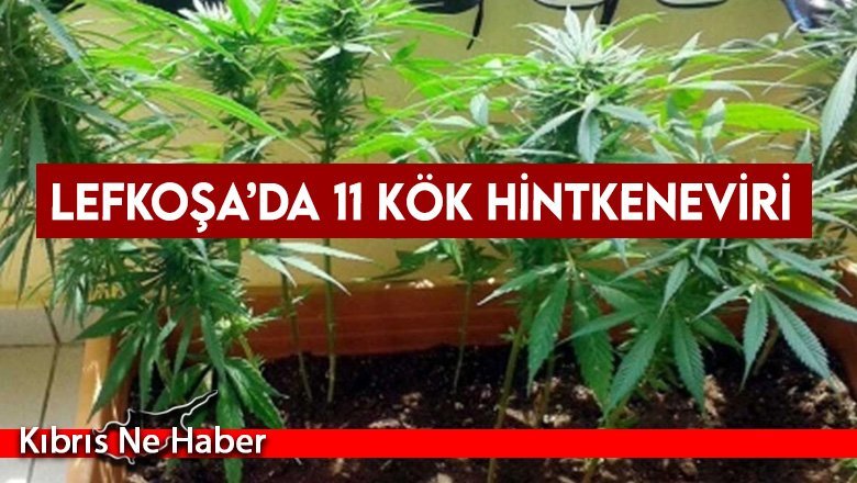 Lefkoşa’da 11 kök hintkeneviri