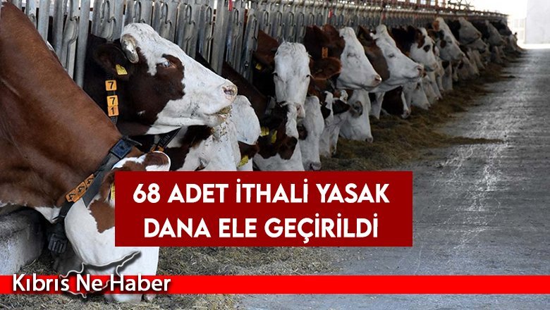 68 adet ithali yasak dana ele geçirildi
