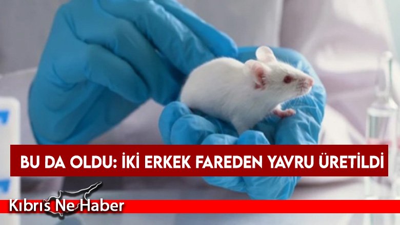 Genetiğin kuralları yıkıldı: İki erkek fareden yavru üretildi