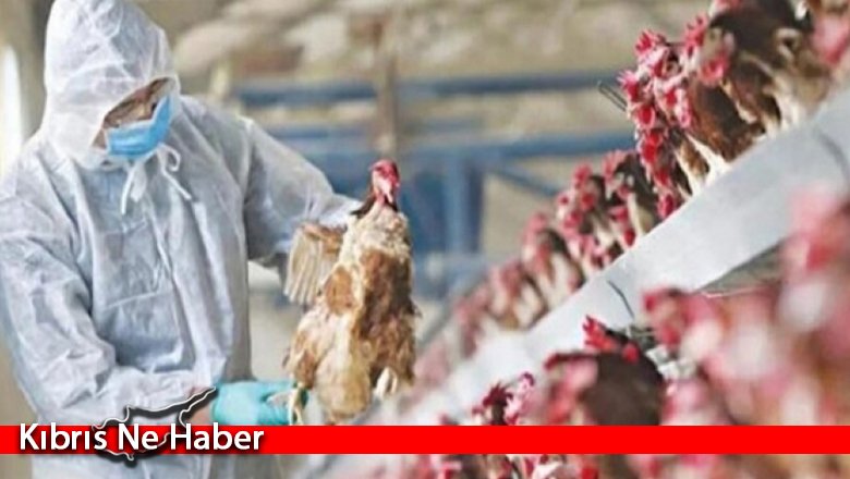 Veteriner Dairesi: Tüm kanatlı kümes hayvanlarının ithalatı durdurulacak