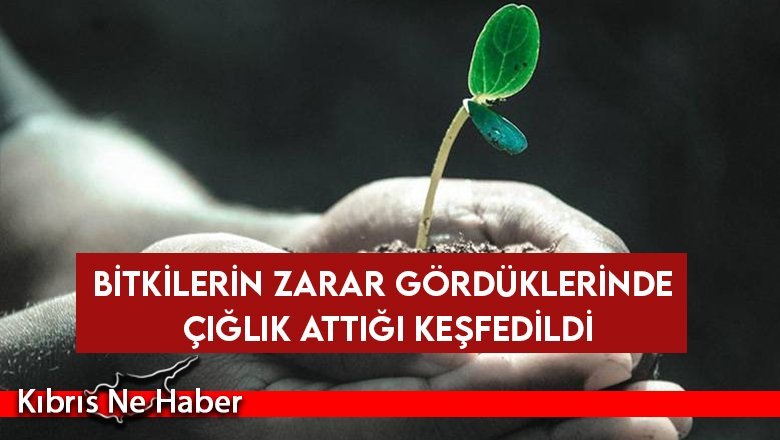 Bitkilerin zarar gördüklerinde çığlık attığı keşfedildi